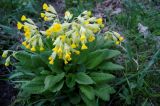 Primula macrocalyx