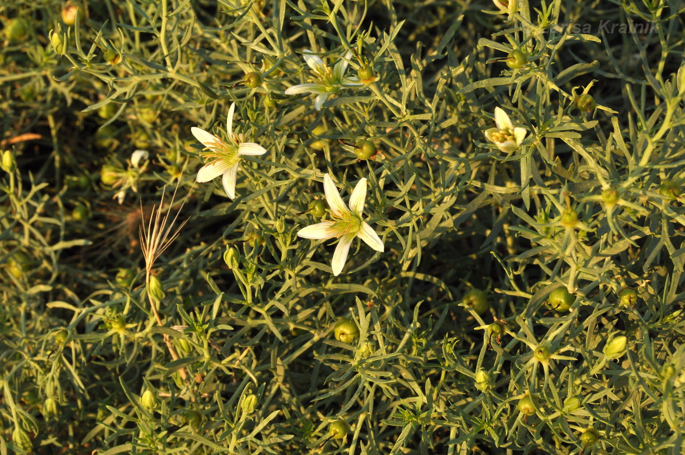 Image of Peganum harmala specimen.