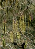 Alnus glutinosa