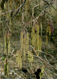 Alnus glutinosa. Ветви с женскими и мужскими соцветиями. Украина, Киев, заказник \"Лесники\", низменная часть. 5 апреля 2010 г.