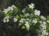 Crataegus stevenii. Ветвь с соцветиями. Крым, Севастополь, окр. пос. Орловка. 09.05.2017.