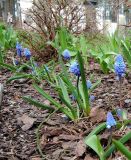 Pseudomuscari azureum. Цветущие растения. Латвия, Юрмала, пос. Булдури, квартал Legend, в культуре. 23.04.2017.