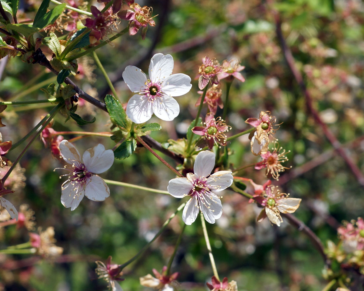 Image of genus Cerasus specimen.