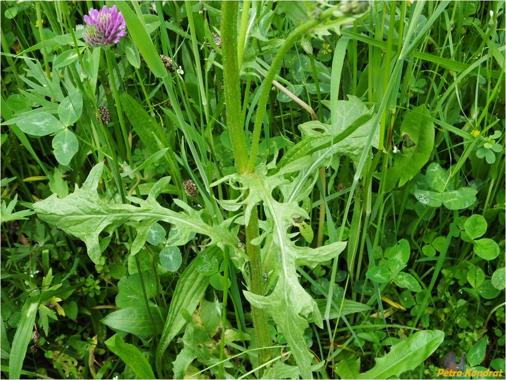 Изображение особи Crepis biennis.