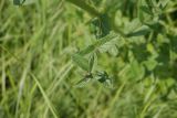 Nepeta nuda