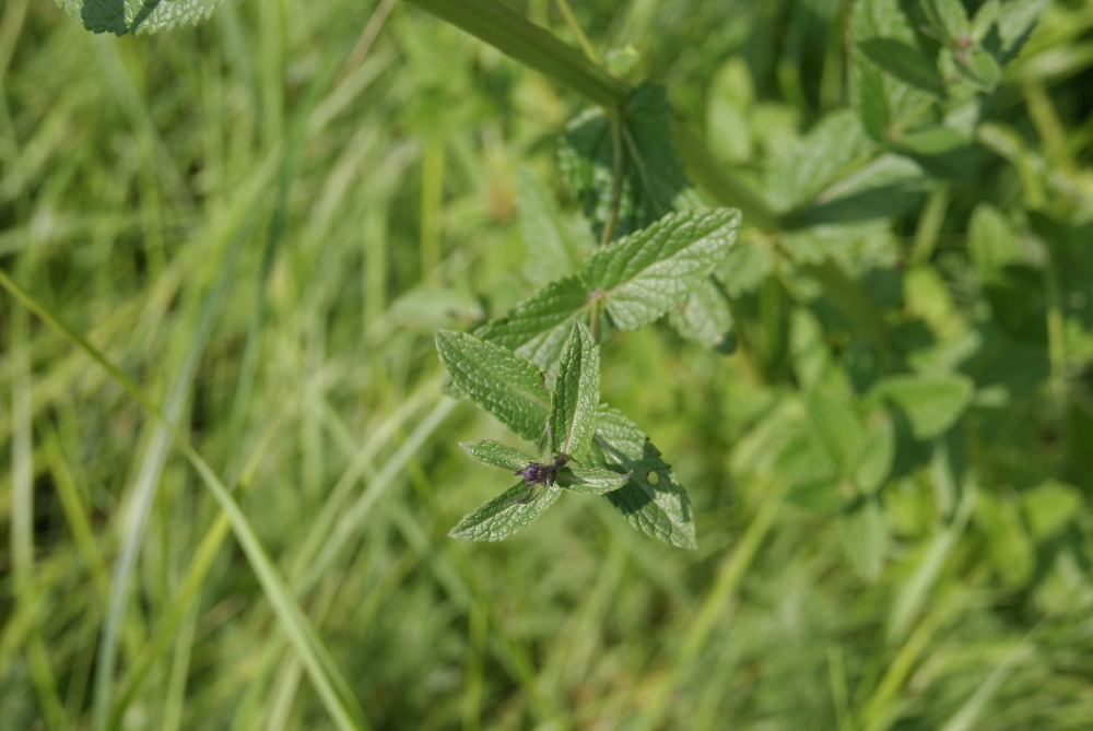 Image of Nepeta nuda specimen.