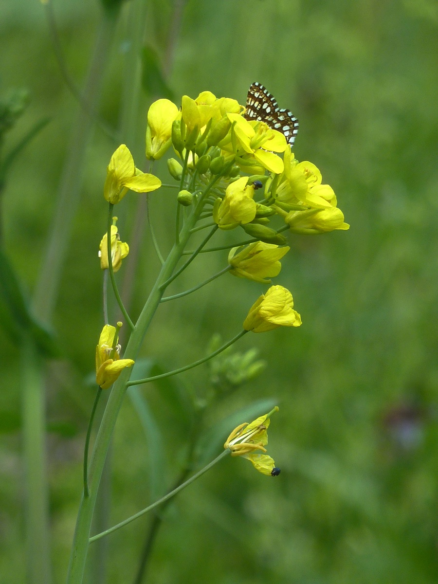 Изображение особи Brassica campestris.