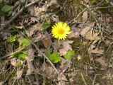 Doronicum orientale