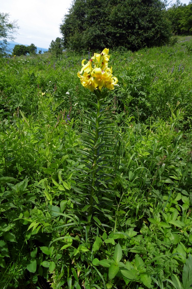 Image of Lilium monadelphum specimen.