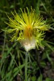 Centaurea orientalis