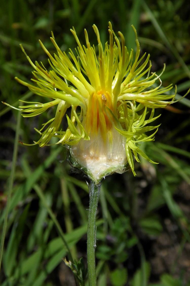 Image of Centaurea orientalis specimen.