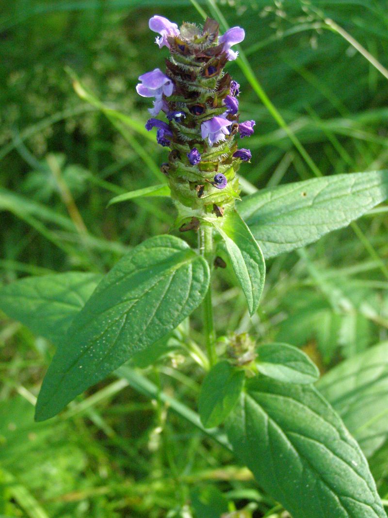 Изображение особи Prunella vulgaris.