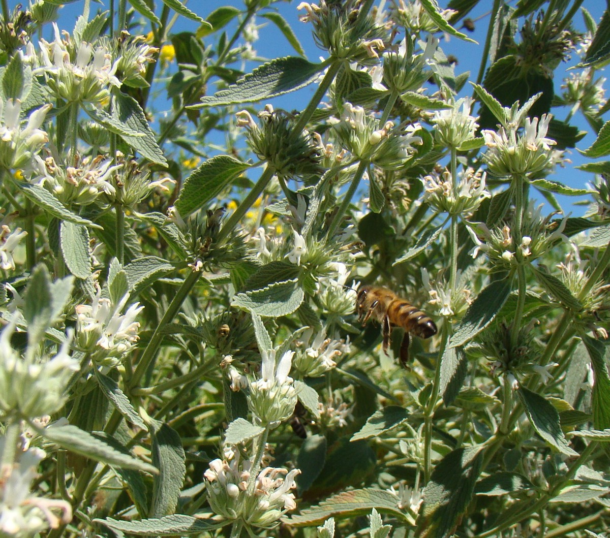 Изображение особи Marrubium peregrinum.