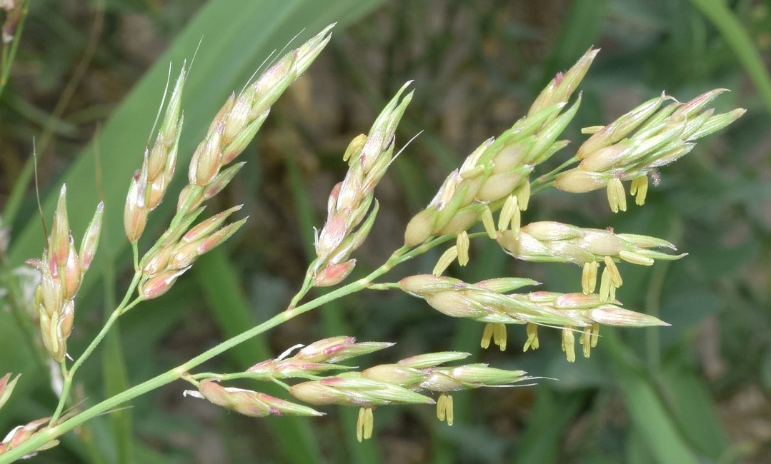 Image of Sorghum halepense specimen.