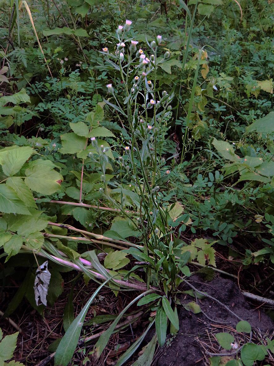 Image of Erigeron acris specimen.