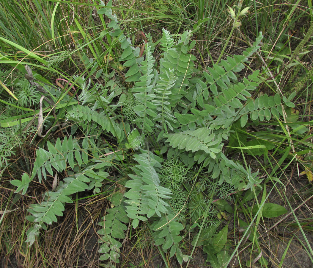 Image of Oxytropis campanulata specimen.