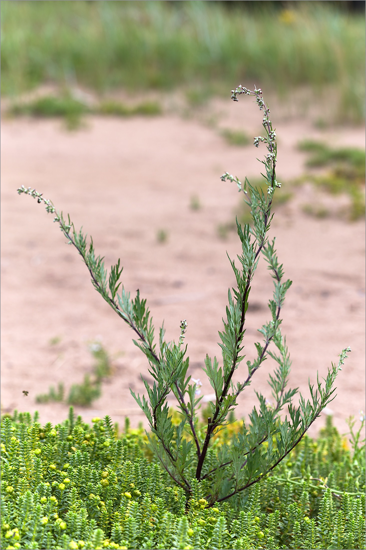 Image of Artemisia vulgaris specimen.