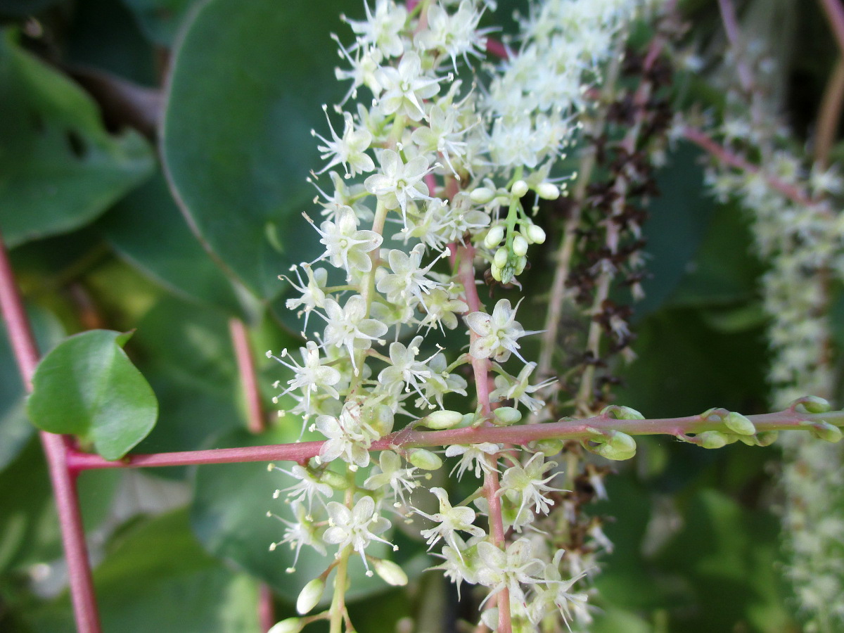 Изображение особи Anredera cordifolia.