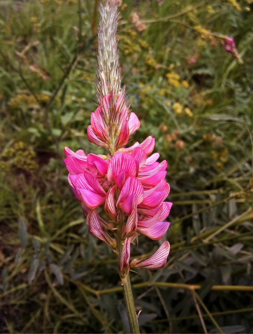 Изображение особи Onobrychis sibirica.