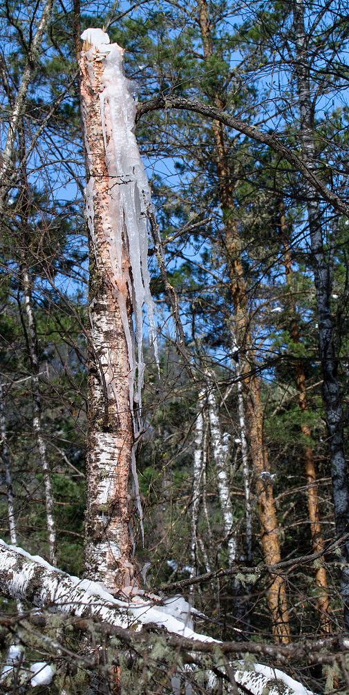 Image of Betula pubescens specimen.