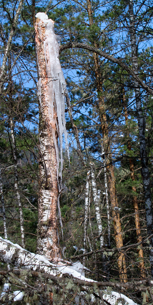 Изображение особи Betula pubescens.