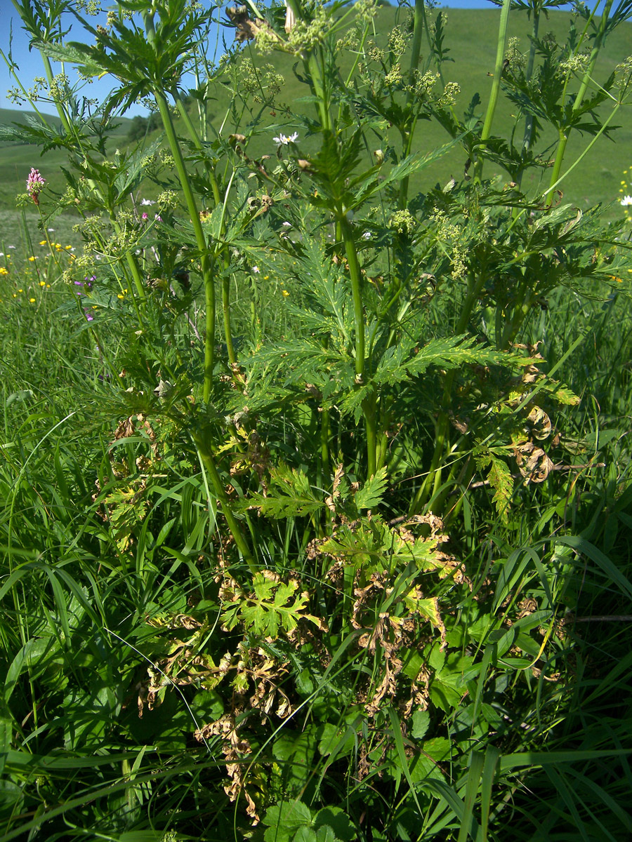 Изображение особи Eleutherospermum cicutarium.