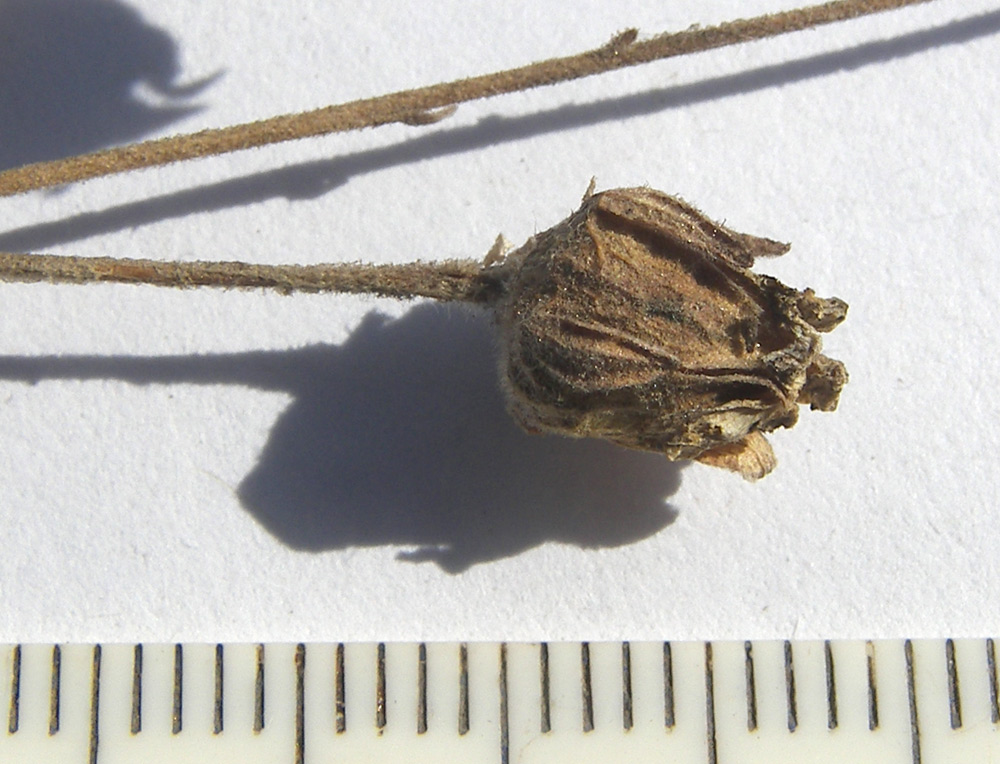 Image of Potentilla agrimonioides specimen.