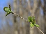Lonicera xylosteum. Верхушка ветви с молодыми листьями. Санкт-Петербург, Дудергофские высоты, широколиственный лес. 03.05.2010.