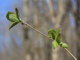 Lonicera xylosteum