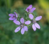 Erodium cicutarium