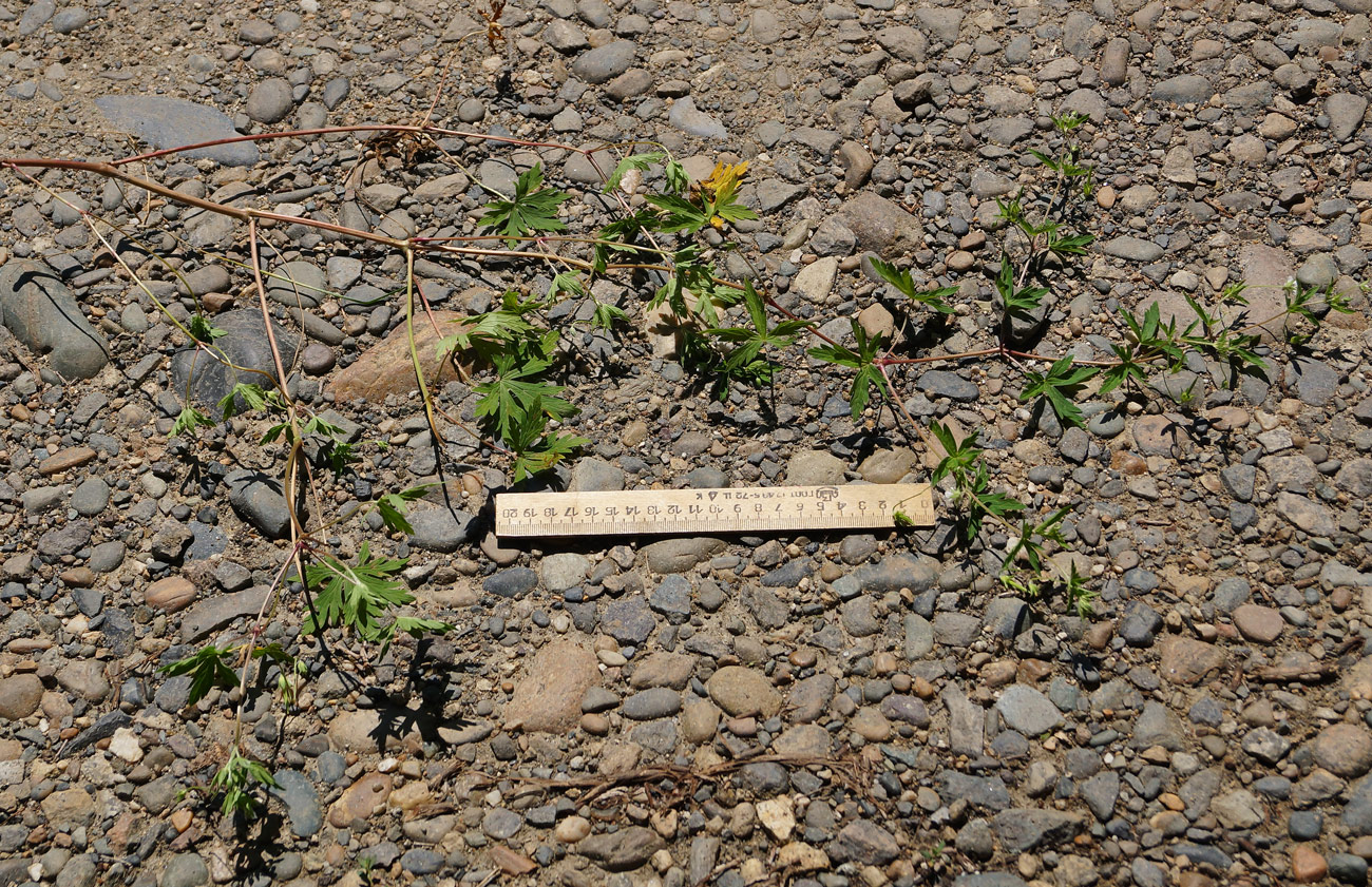 Image of Geranium sibiricum specimen.