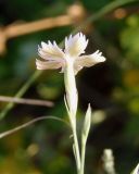 Dianthus pallens