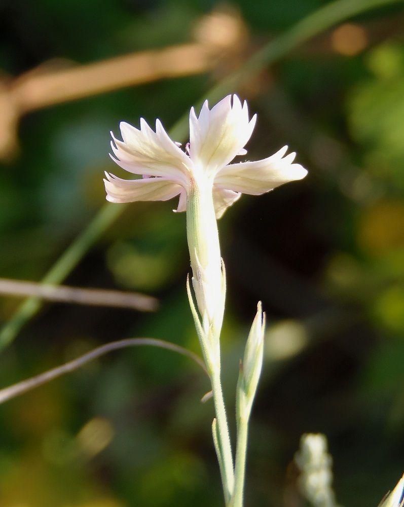 Image of Dianthus pallens specimen.