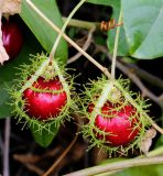 Passiflora foetida