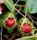 Passiflora foetida. Плоды с прицветниками. Израиль, г. Бат-Ям, на спуске к морю. 24.10.2017.