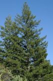 Pseudotsuga menziesii. Отдельно стоящие деревья. США, Калифорния, горки возле Сан-Франциско, восточный склон, обращенный к океану. 25.02.2017.