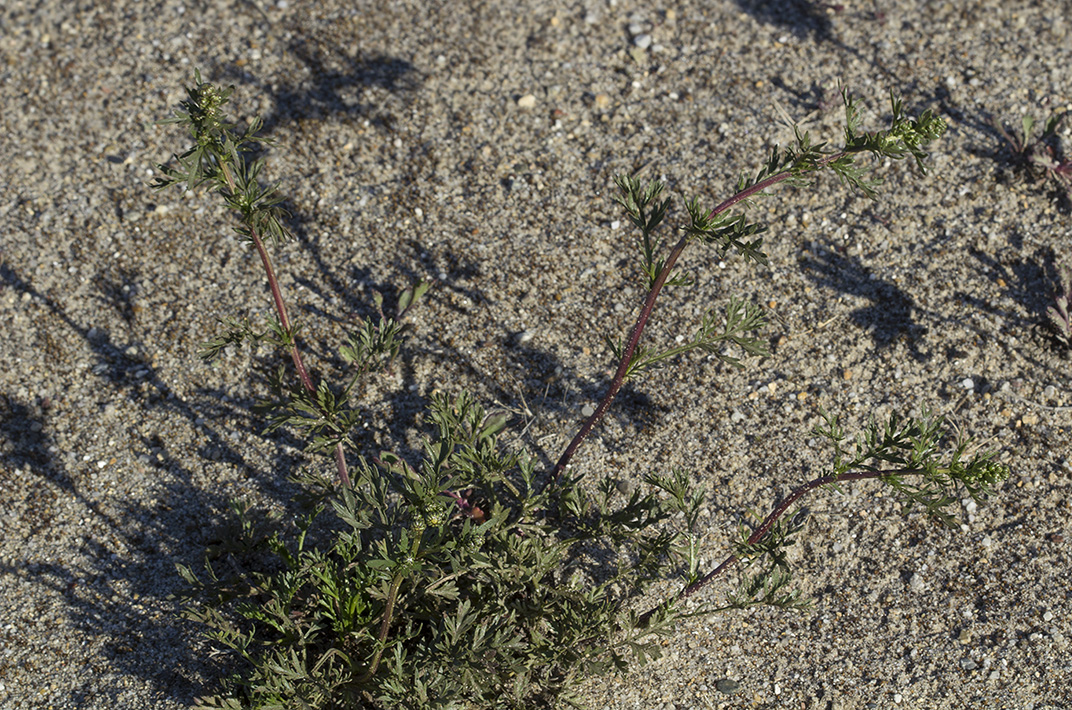 Изображение особи Artemisia arctica.