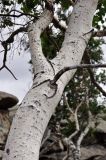 Betula platyphylla. Часть ствола. Монголия, аймак Туве, окр. г. Эрдэнэсант, ≈ 1400 м н.у.м., у подножия скал. 01.06.2017.