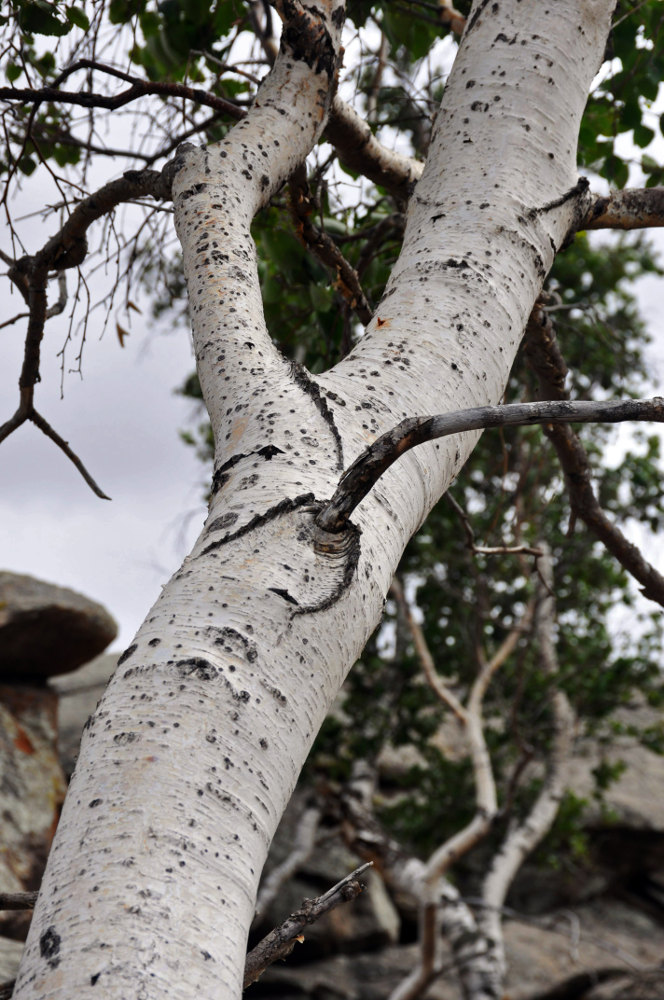 Изображение особи Betula platyphylla.