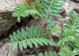 Astragalus humifusus