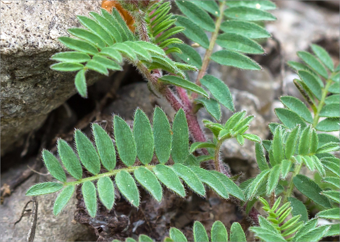 Изображение особи Astragalus humifusus.