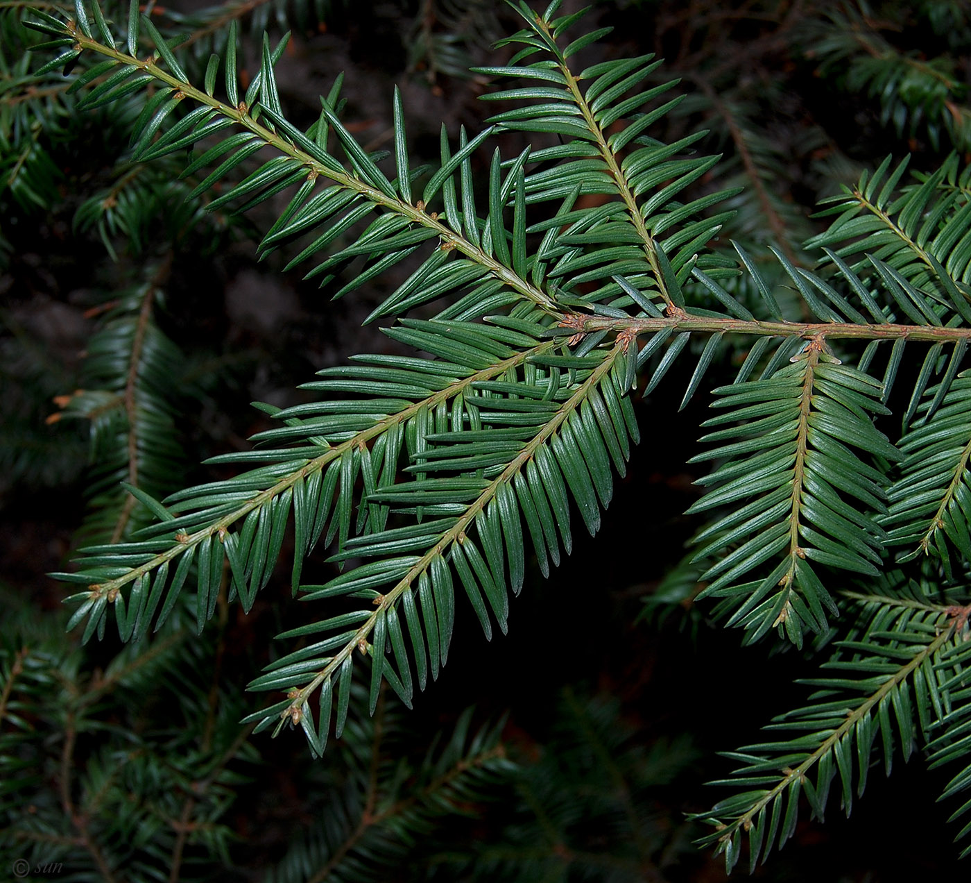 Image of Taxus baccata specimen.