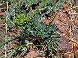 Euphorbia borealis. Цветущее растение. Монголия, аймак Архангай, вулкан Хэрийин, ≈ 2200 м н.у.м., каменистый склон. 06.06.2017.