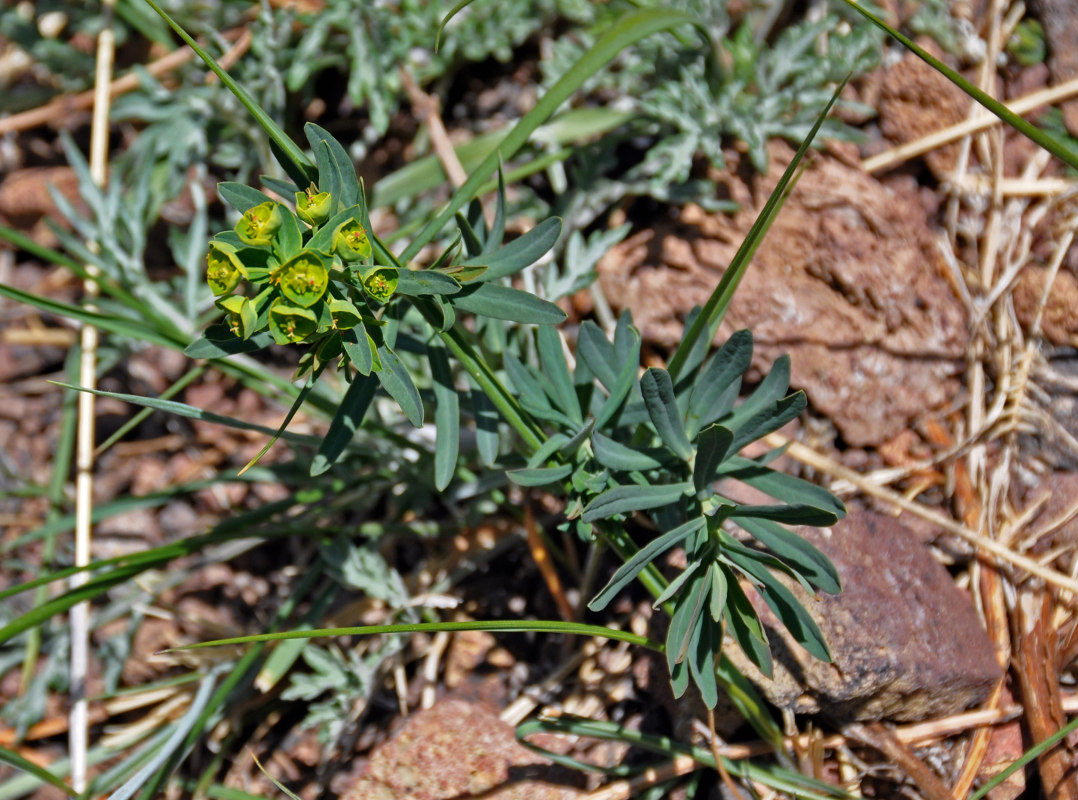 Изображение особи Euphorbia borealis.