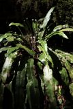 Phyllitis scolopendrium. Вегетирующее растение с разворачивающимися вайями. Краснодарский край, г. Сочи, окр. мкр-на Хоста, тисо-самшитовая роща. 13.04.2013.