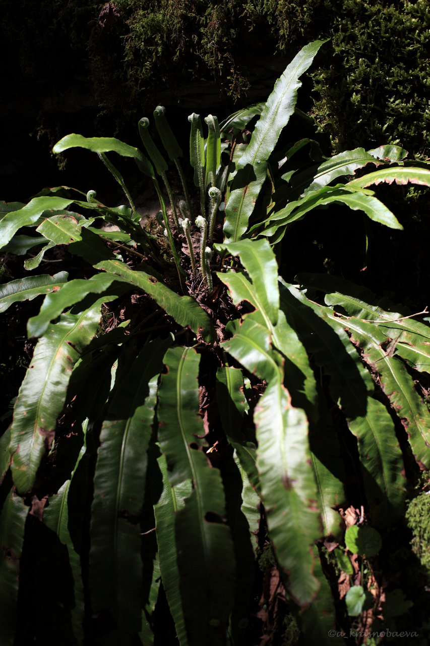 Image of Phyllitis scolopendrium specimen.