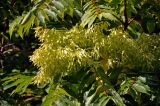 Ailanthus altissima. Соплодия и листья. Краснодарский край, Сочи, Лазаревский р-н, Уч-Дере, в культуре. 09.07.2017.