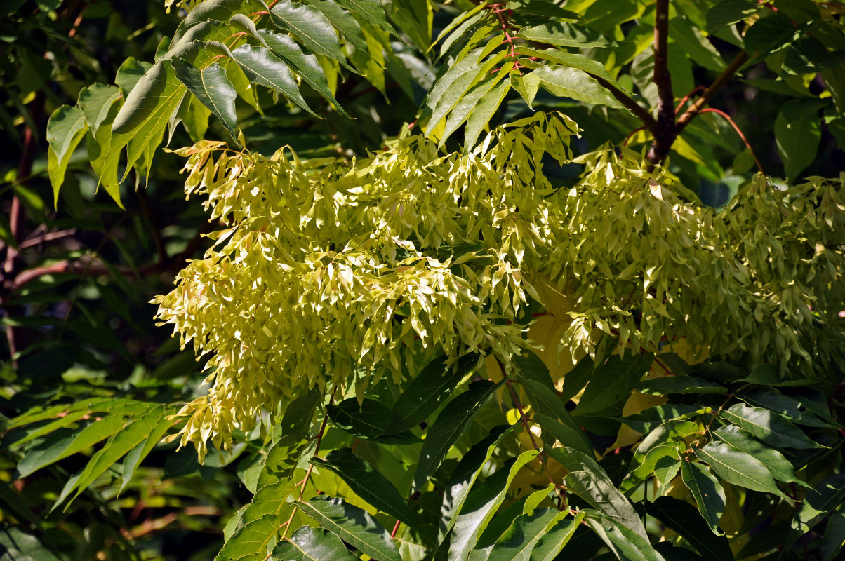 Изображение особи Ailanthus altissima.