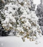 Quercus boissieri. Ветви взрослого дерева под слоем мокрого снега. Израиль, Голанские высоты, мошав Одем. 26.01.2018.