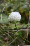 Trifolium repens